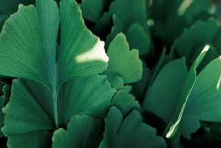 Maidenhair Tree