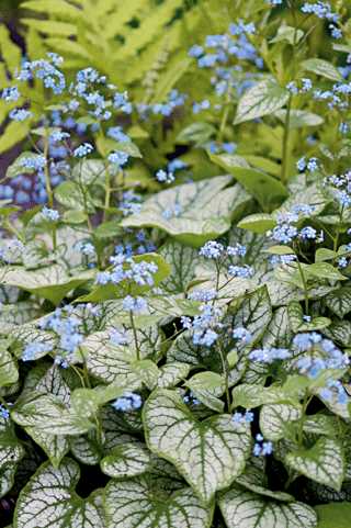 Jack Frost Heartleaf Brunnera