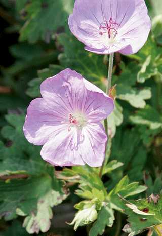 Striatum Geranium