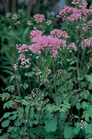Meadow Rue
