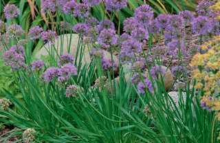Millenium Ornamental Onion