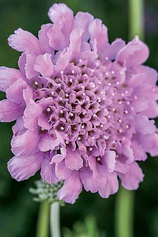 Flutter™ Rose Pink Pincushion Flower