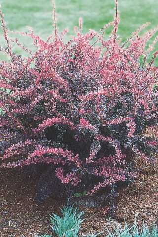 Rose Glow Japanese Barberry 