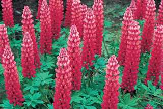 Gallery Red Lupine