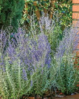 Blue Steel Russian Sage
