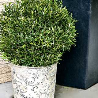 Gem Box® Inkberry Holly