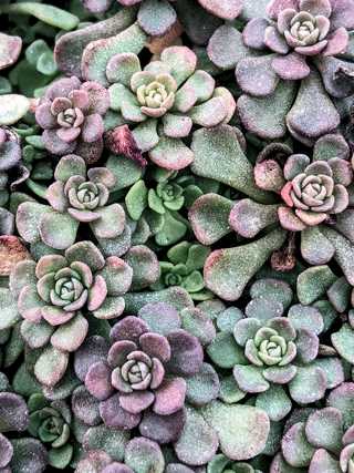 Pink Form Southern Stonecrop