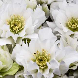 WEDDING PARTY® Wedding Bells Hellebore