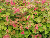 Trees / Japanese Maples